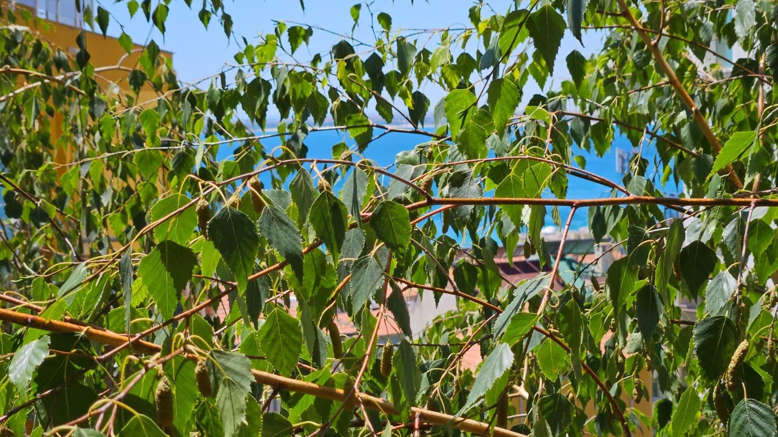 Byt s jednou ložnicí bez poplatku za údržbu v čtvrti „Rusalka“, Sveti Vlas – výborná volba pro bydlení i investici