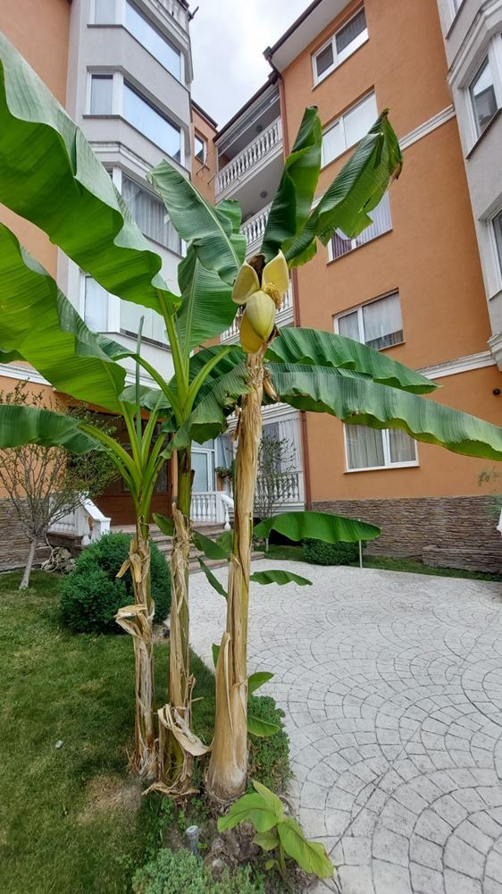 Dvoupokojový apartmán 500 metrů od pláže v Slunečním pobřeží – připraven k nastěhování